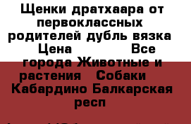 Щенки дратхаара от первоклассных  родителей(дубль вязка) › Цена ­ 22 000 - Все города Животные и растения » Собаки   . Кабардино-Балкарская респ.